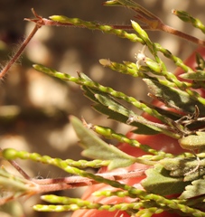 Lachnaea ericoides