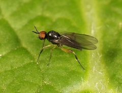 Oedalea holmgreni