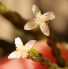 Lachnaea ericoides