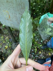 Machilus thunbergii