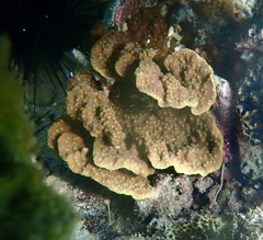 Turbinaria
