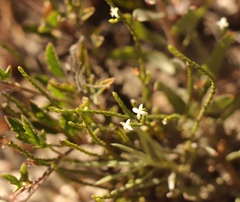 Lachnaea ericoides