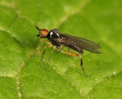 Oedalea holmgreni