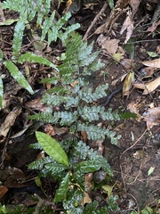 Microlepia obtusiloba