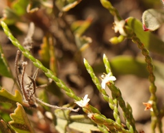 Lachnaea ericoides