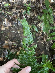 Microlepia obtusiloba