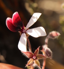 Pelargonium tricolor