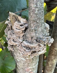 Trametes