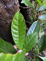 Ficus nervosa