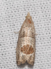 Notocelia uddmanniana