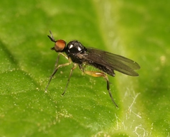 Oedalea holmgreni