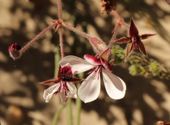 Pelargonium tricolor