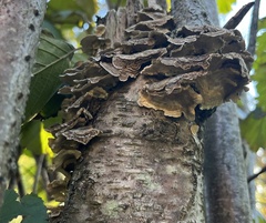 Trametes