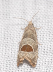 Notocelia uddmanniana