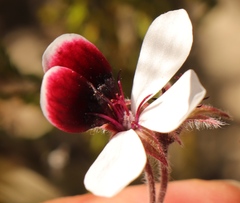 Pelargonium tricolor