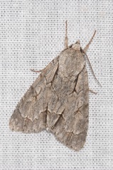 Acronicta psi
