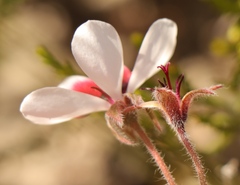 Pelargonium tricolor