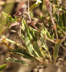 Lachnaea ericoides