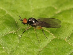 Oedalea holmgreni