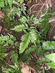 Pteris dispar