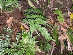 Pteris dispar