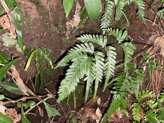 Pteris dispar