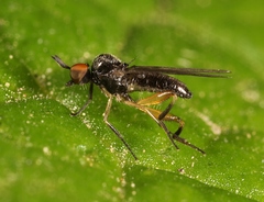 Oedalea holmgreni