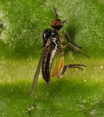 Oedalea holmgreni