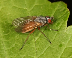 Pegomya bicolor