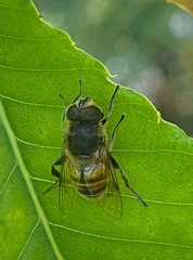Eristalis tenax