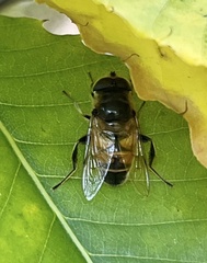 Eristalis tenax