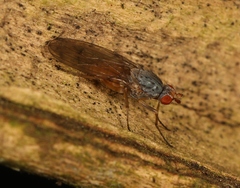 Tephrochlamys flavipes