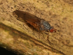 Tephrochlamys flavipes