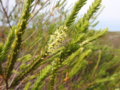 Struthiola striata