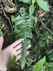 Microlepia obtusiloba