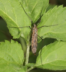 Tipula varipennis