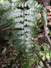 Microlepia obtusiloba