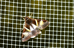 Melipotis fasciolaris