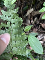 Microlepia obtusiloba