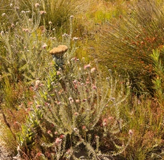 Leucospermum calligerum