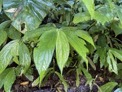 Elatostema platyphyllum