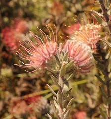 Leucospermum calligerum