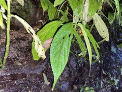 Elatostema platyphyllum