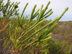 Struthiola striata