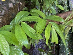 Elatostema platyphyllum