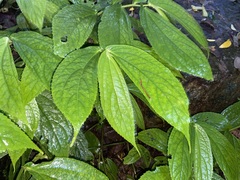 Elatostema platyphyllum