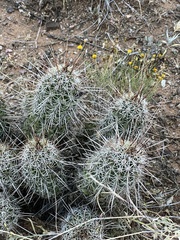 Echinocereus engelmannii fasciculatus