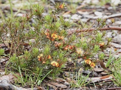 Pultenaea humilis