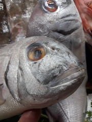 Pagrus pagrus