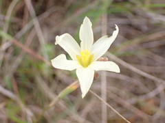 Moraea bulbillifera